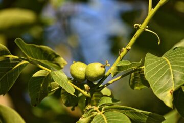 Walnut: Flores de Bach - Laura Casart