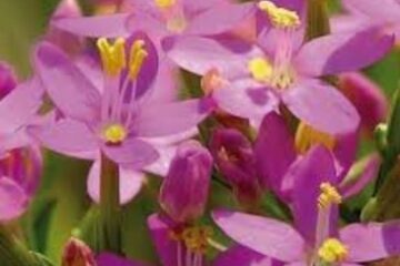 Flores de Bach y el Zodiaco - Blog - Laura Casart