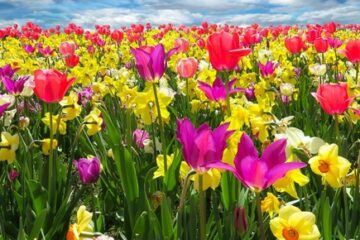Esencias Catalizadoras de Flores de Bach - Blog - Laura Casart