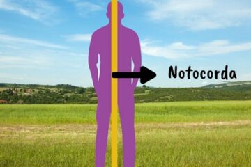 Alineación energética de la Notocorda mediante la terapia LNT Barcelona.