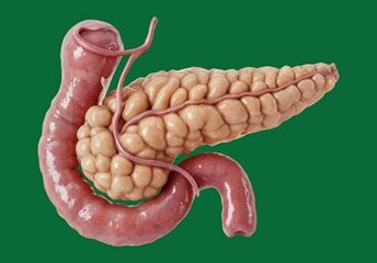 Ilustración energética sobre las Causas Emocionales del Páncreas y su relación con las emociones.